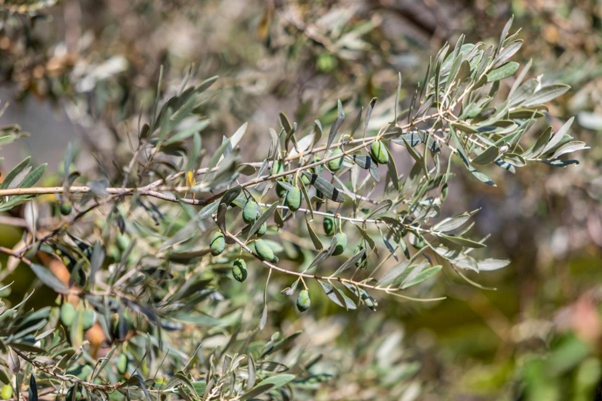Finca Rural Es Pujol Sóller Dış mekan fotoğraf